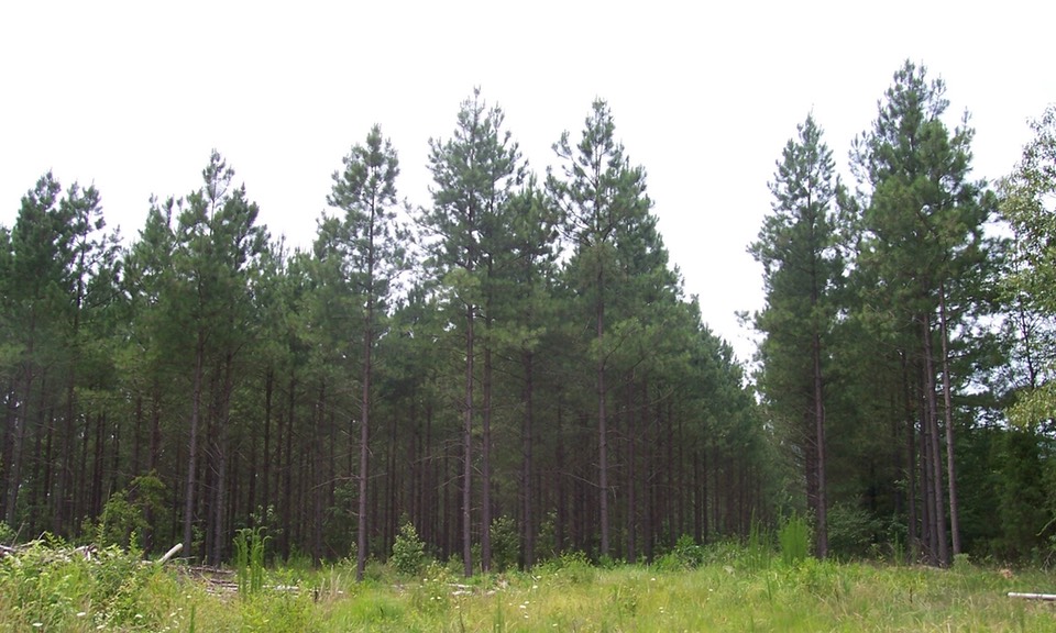 15 yr old pine plantation after 1yr old 1st thinning