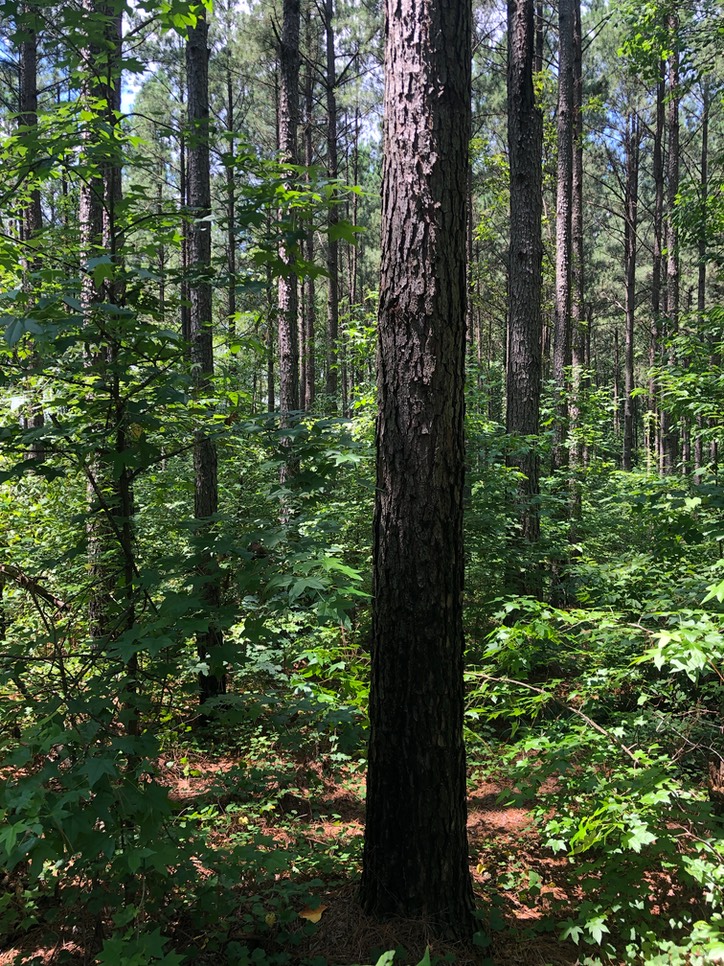 Pine Stand Non Understory Burn