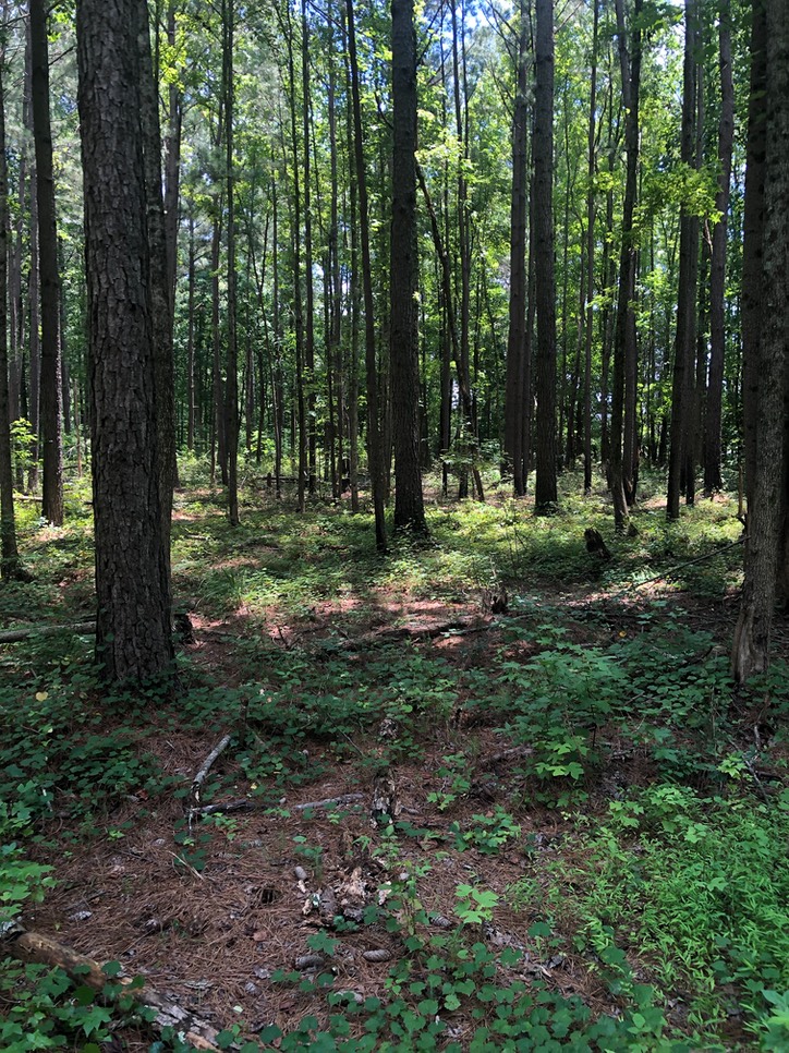 Pine Stand Understory Burn